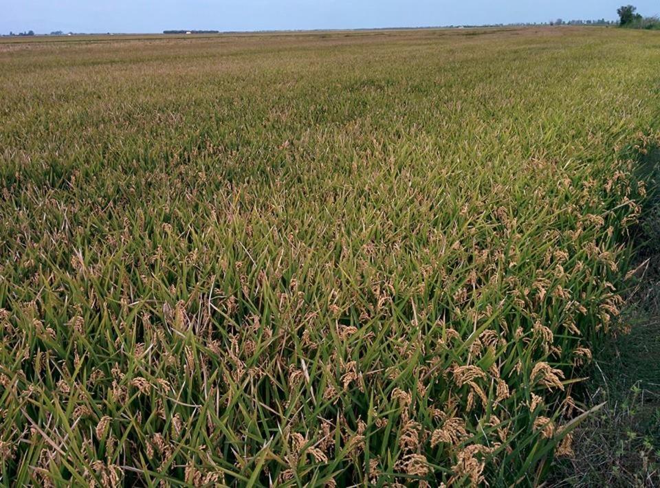 Caseta Manigotxa Deltebre Esterno foto