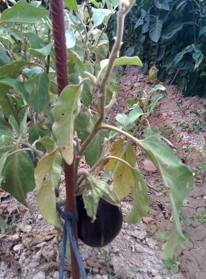 Caseta Manigotxa Deltebre Esterno foto