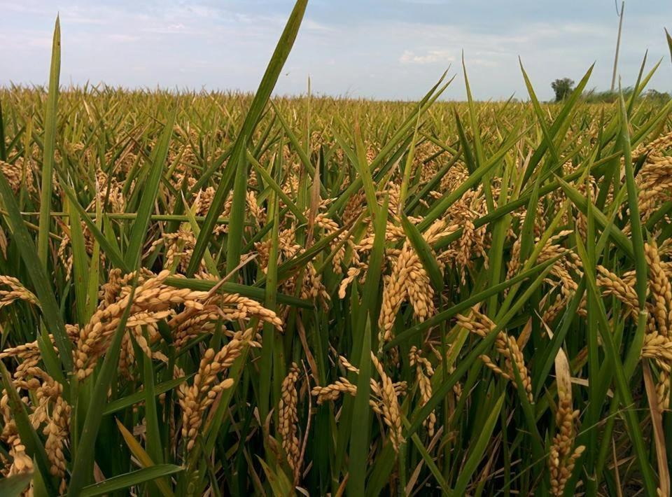 Caseta Manigotxa Deltebre Esterno foto
